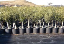 olives europeas var. Arbequina de perímetro de tronco 30-50 cm en cont. de 15º lt