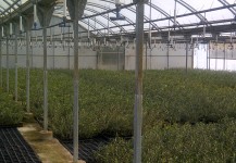 Planta seleccionada preparada para ser servida con altura de 30-50 cm de altura  de Olea Europea var. Arbequina